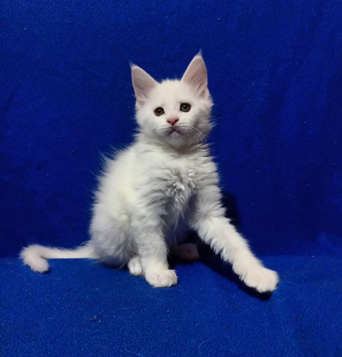 Котята породы Мейн Кун