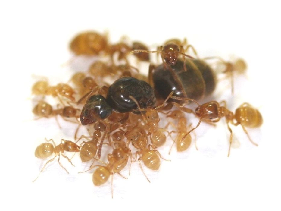 Муравьи Lasius Flavus