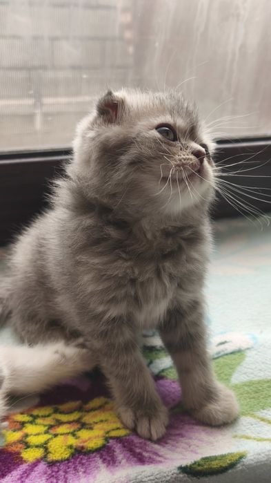 Шотландские котята