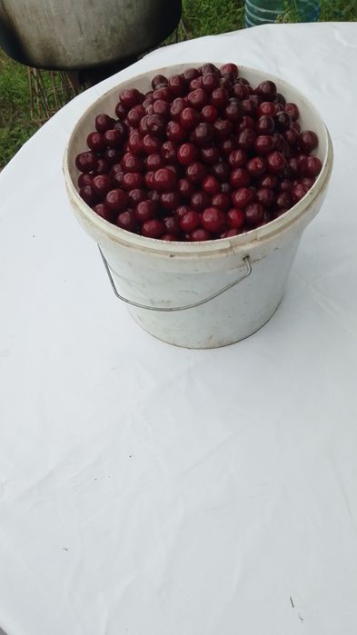 Вишня садовая. Вишня.