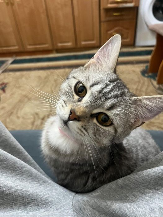 Шотландская кошка. Срочно