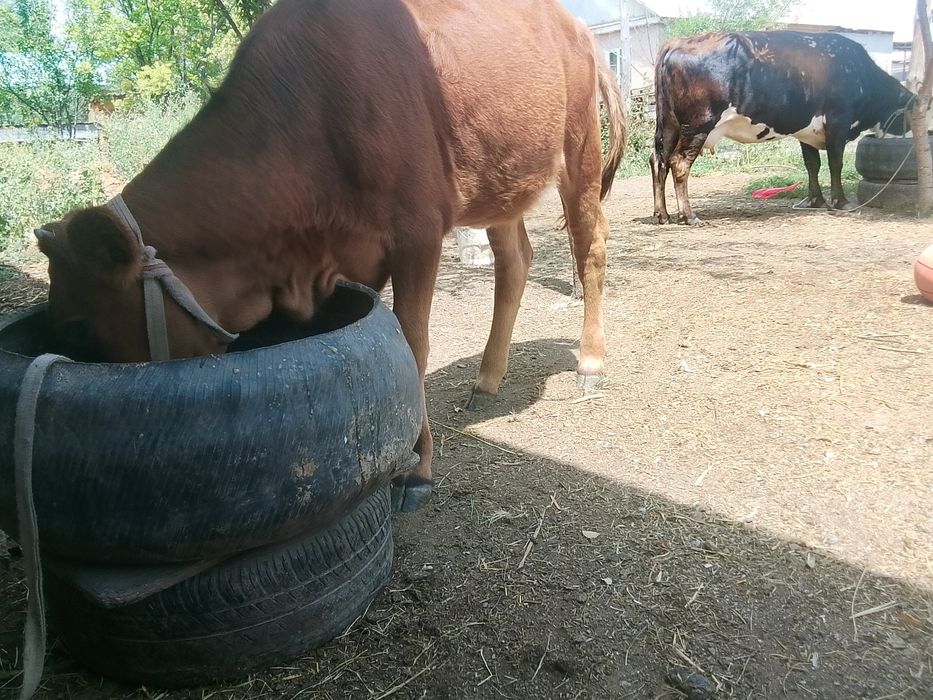 Бұзау сатылады. 6 айлық.