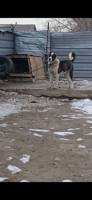 Продам молодого война