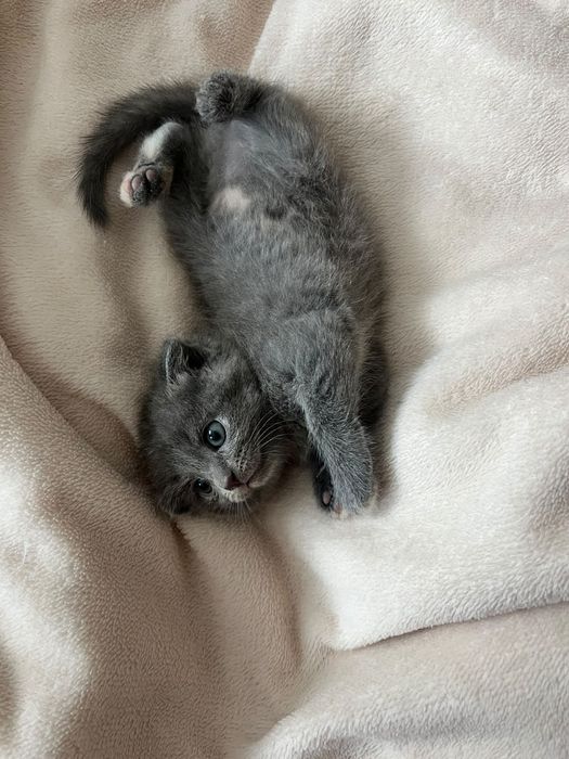 Продаю котят вислаушки
