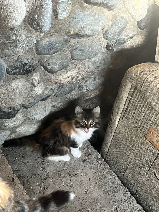Отдам котят в добрые руки