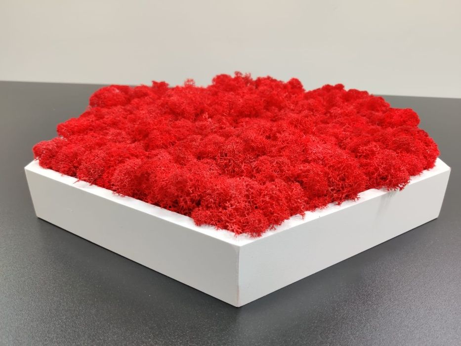 Rame hexagonale pentru tablou licheni