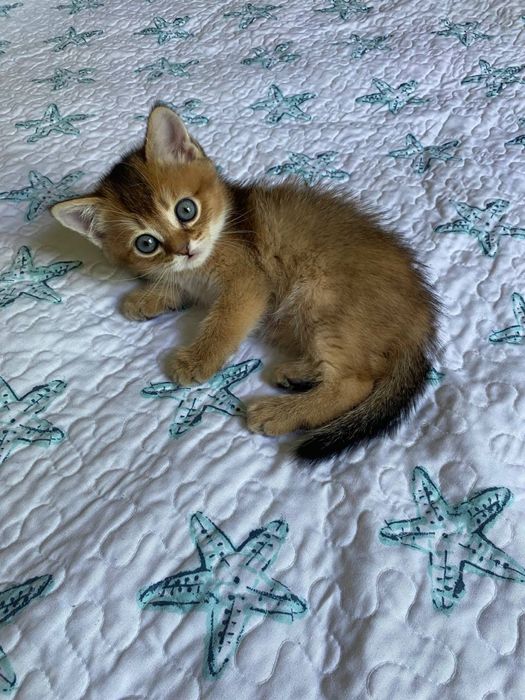 Котята золотая шиншилла