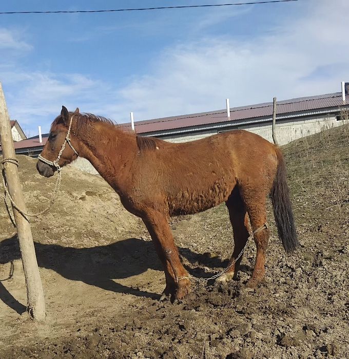 3 жасар айғыр сатылады, жылқы