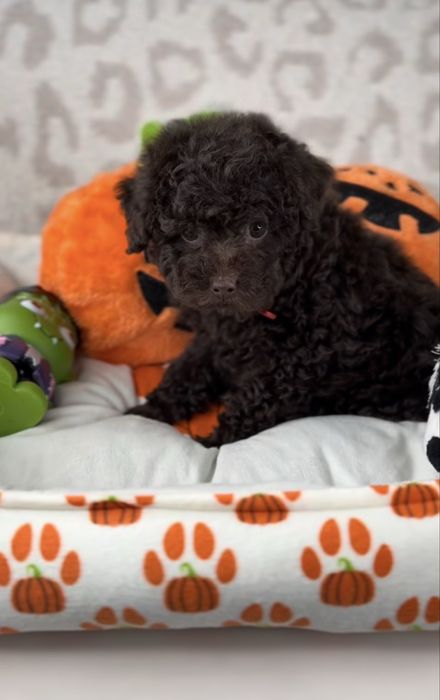 Пудел Той момченце шоколад