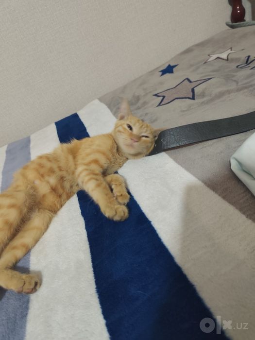 Отдадим кота лаского