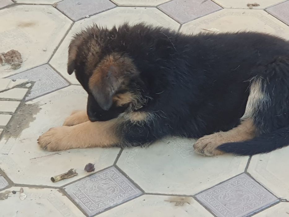 Элитные овчарки девочки