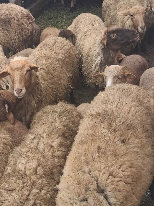 Vand oi fatate si carlani