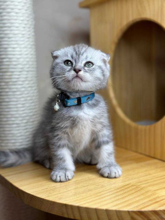 Чистокровная скоттиш фолд с международным паспортом