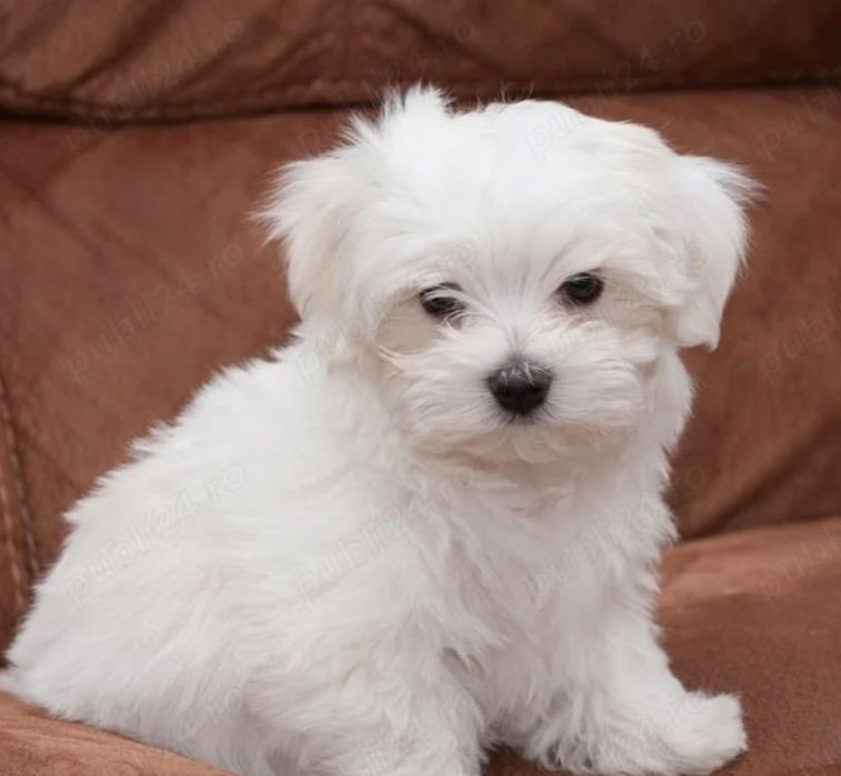 Asigur transport !!! Pui Bichon Maltez mascul mini toy deosebit de frumos !!!
