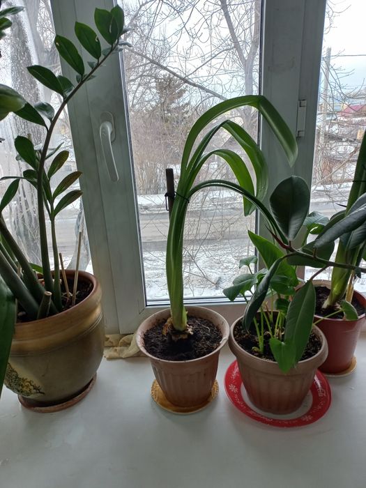 комнатные цветы каллы и гиппеастриус