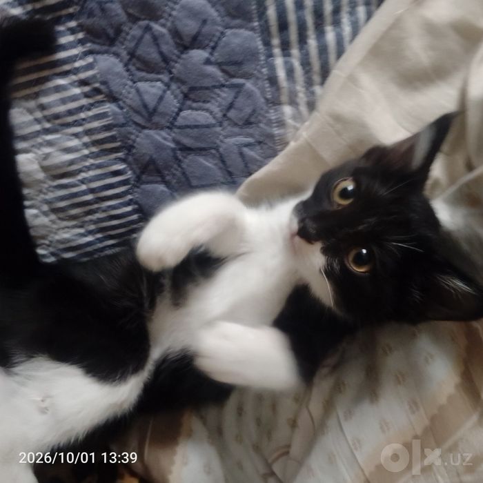 Отдаем Котенка в Добрые Руки