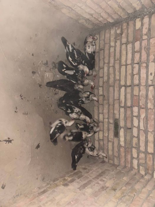 Gʻoz va indautka sotiladi