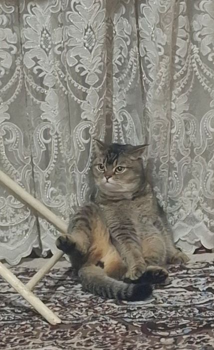 Золотоя  шеншилла