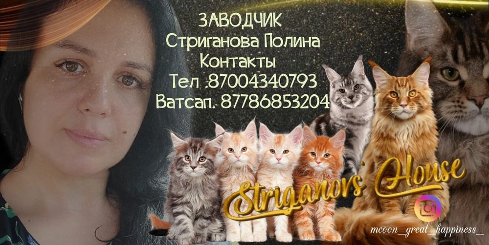 Мейн Кун Полидакт