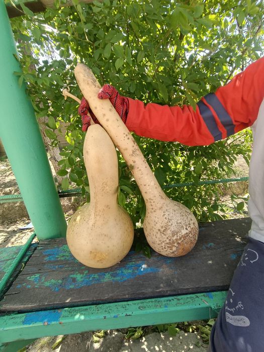 Лагенария (Капак чомуш)
