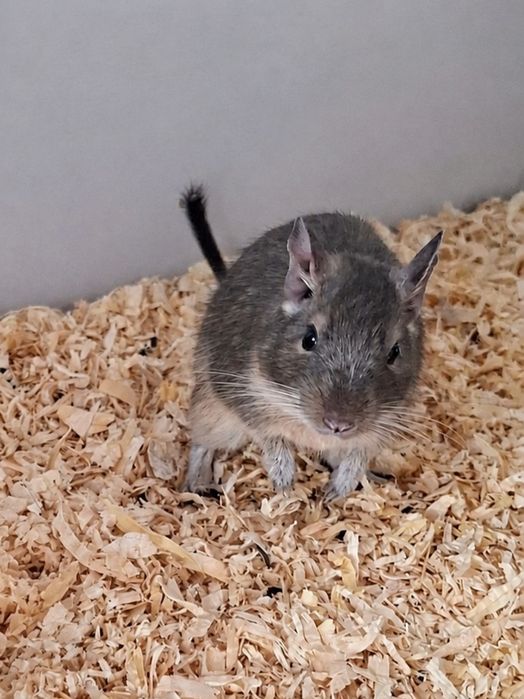 Ofer spre adopție două veverițe Degu