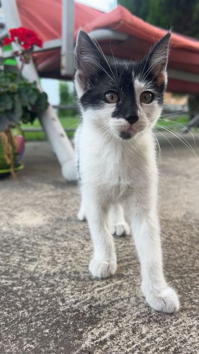 Малко красиво котенце