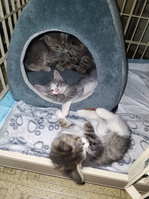 Котята 2 месяца, милые, ласковые