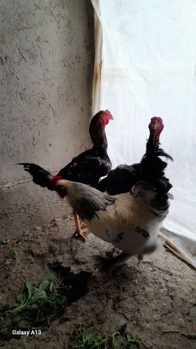 Xôrozlar sotiladi kulangi va bramma