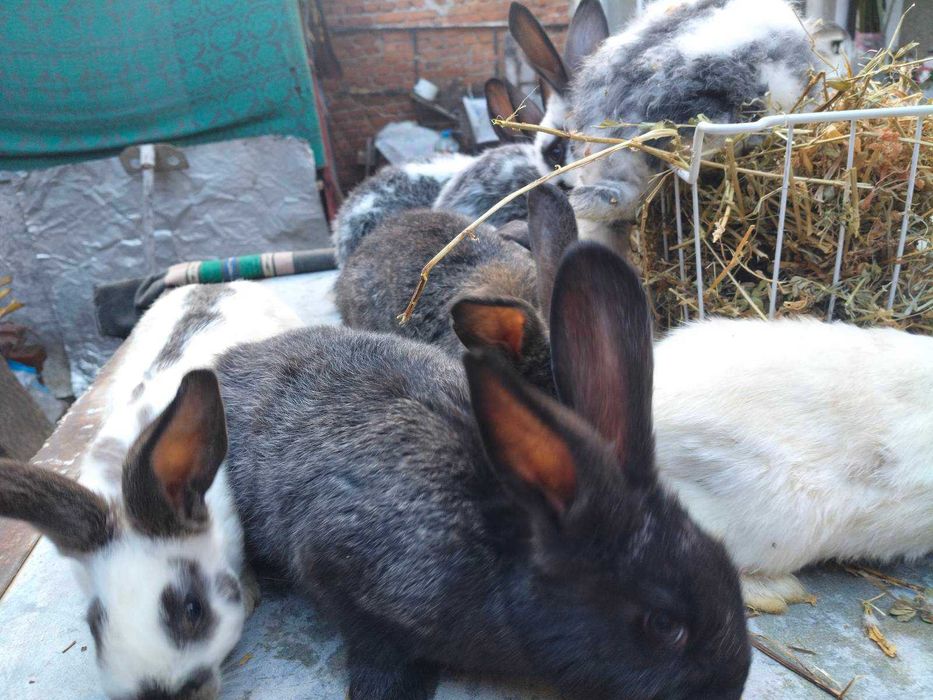 Продавам мъжки и женски зайци за разплод