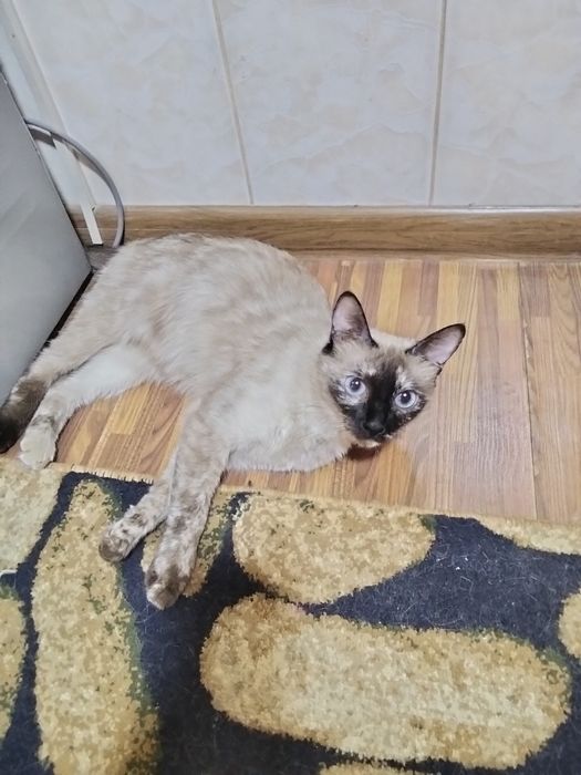 Одам  хорошие руки сиамская кошка