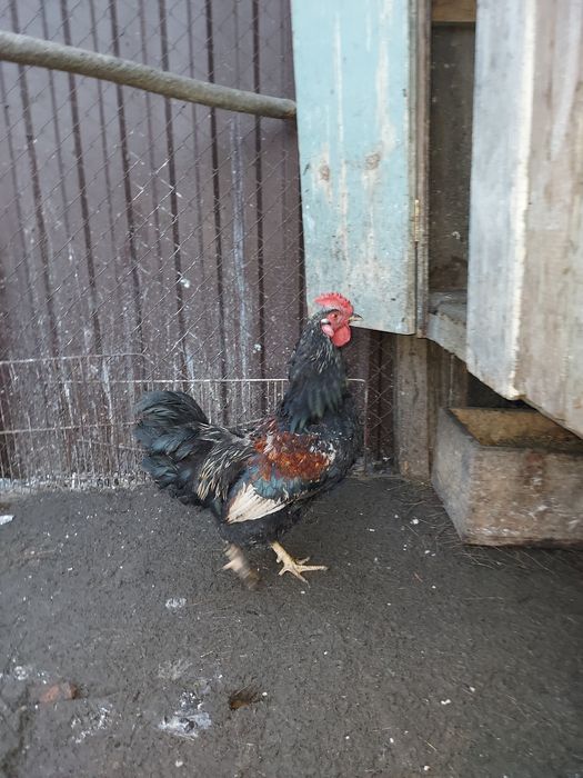 Жас әтештер сатылады