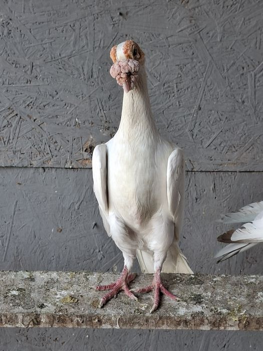 Porumbei carieri