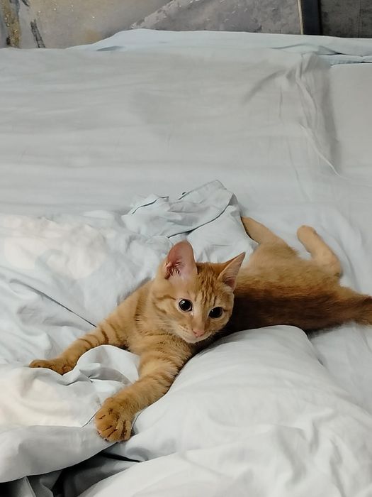 Котик рыжий красавец