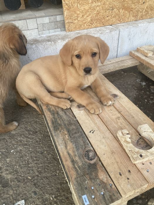 Donez catei de 9 saptamani