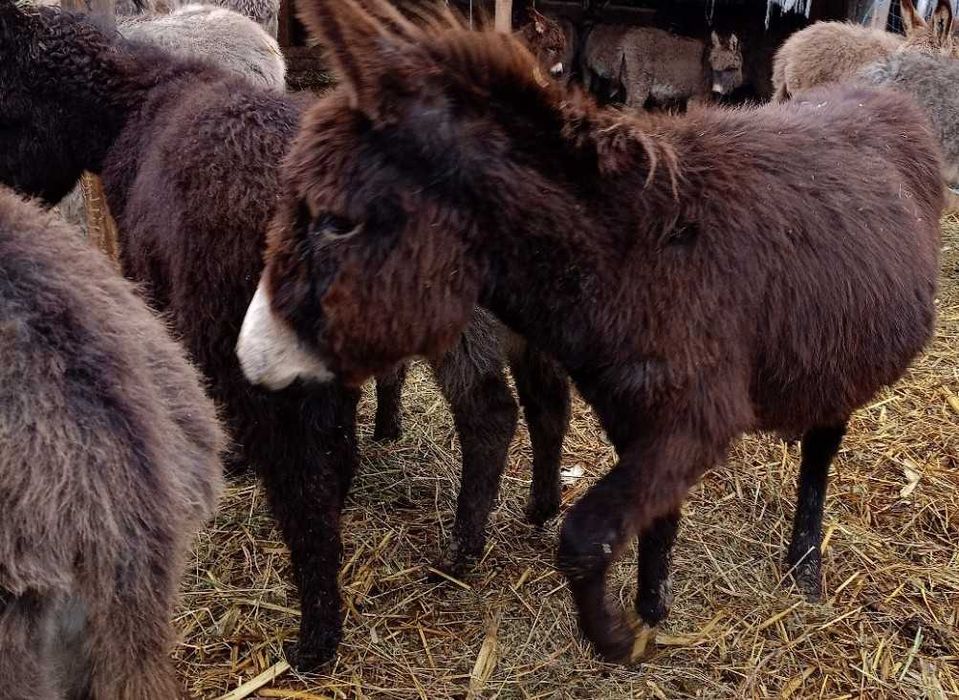 Pui de măgar de vânzare