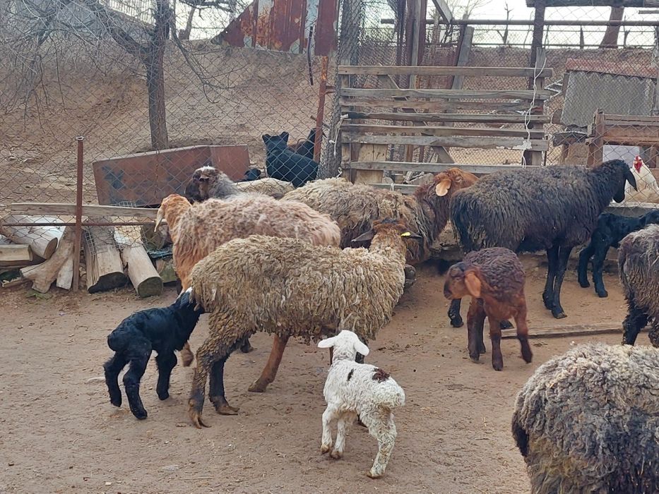 Жас ірі денелі қозылы қойлар сатылады