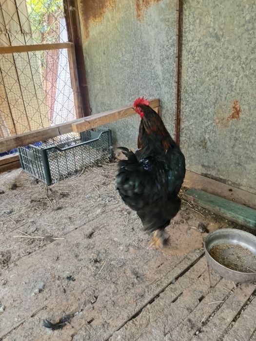 Брам 10 месяцев  торг