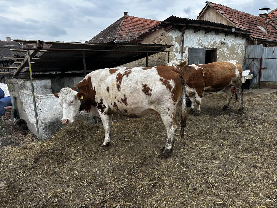 Vand vaci baltate bune de lapte,