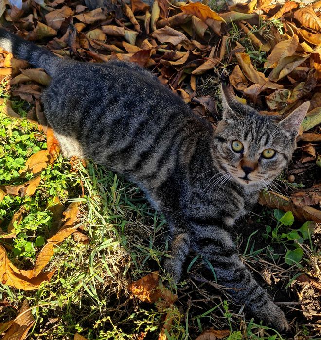 Двама красиви, гальовни господа си търсят любящи стопани