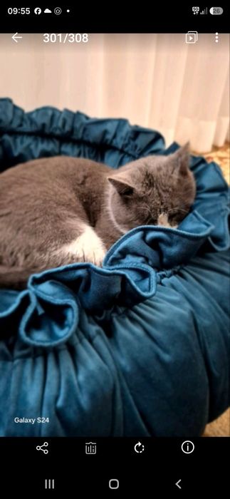Кот большой и добрый.