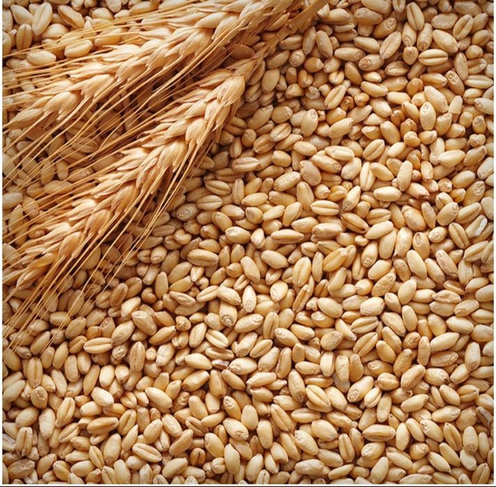 Продам пшеница чистый сухой