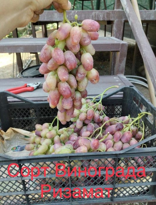 Саженцы Винограда.