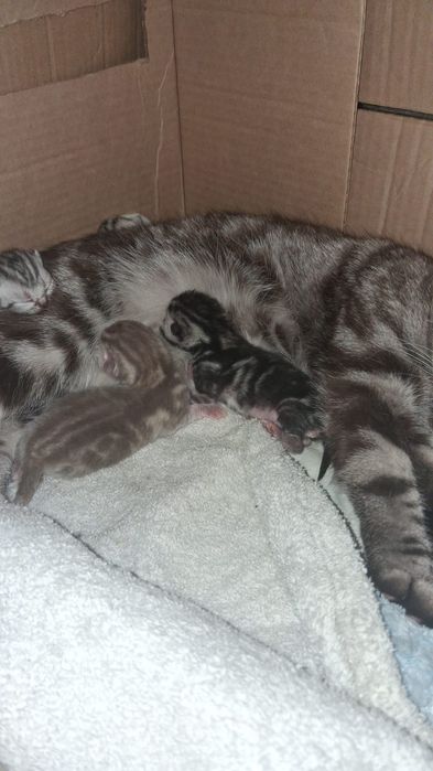 Котята шотландские