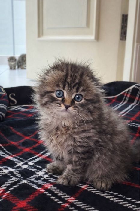 Чистокровные котята