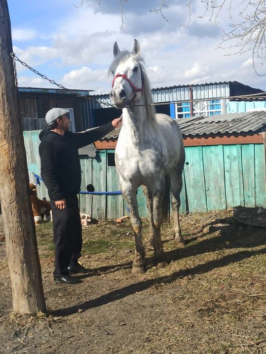 Продам жеребца орловца