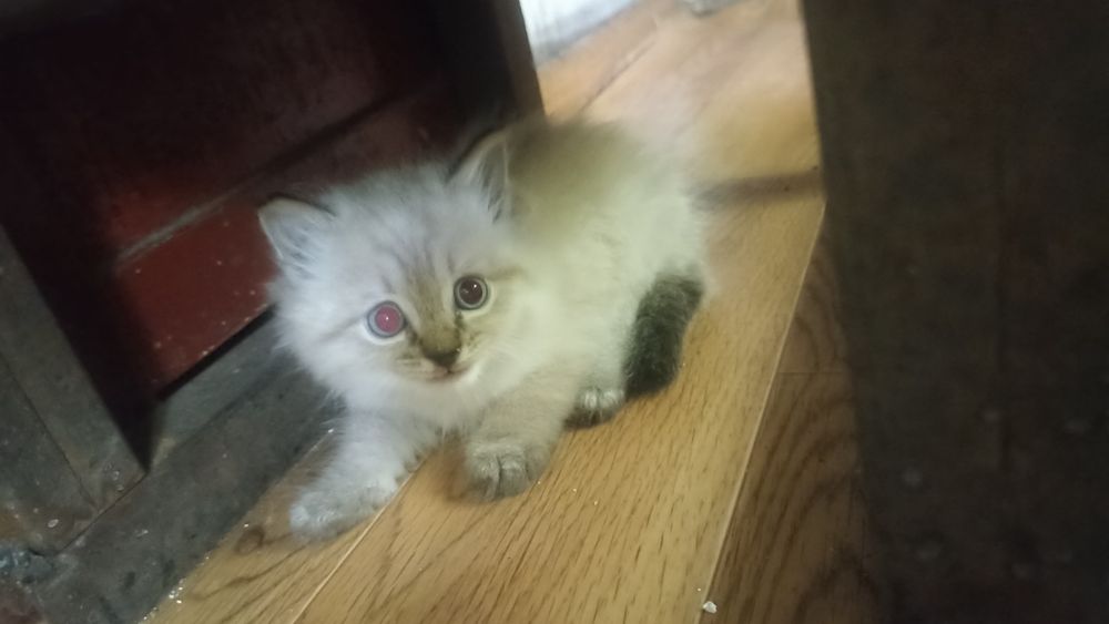 Продам симпатичных котят