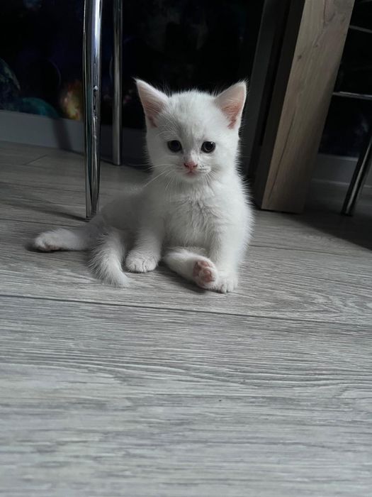 Котята вислоухые по два месяца