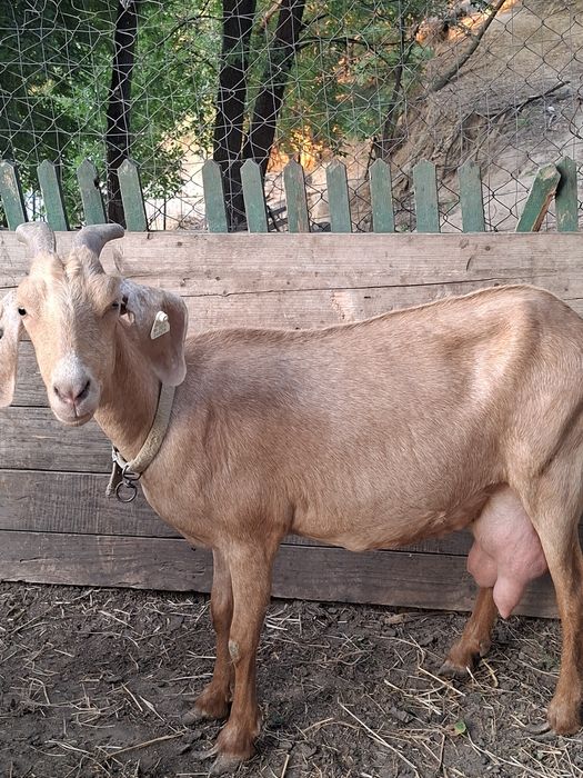 Capra de vinzare