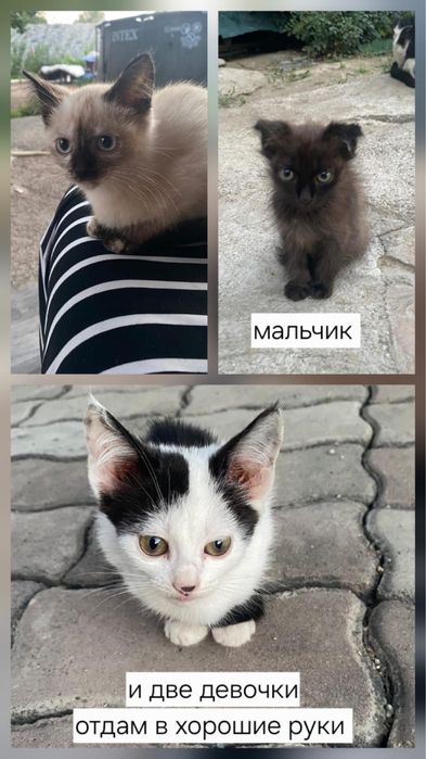 Помогите пристроить котят