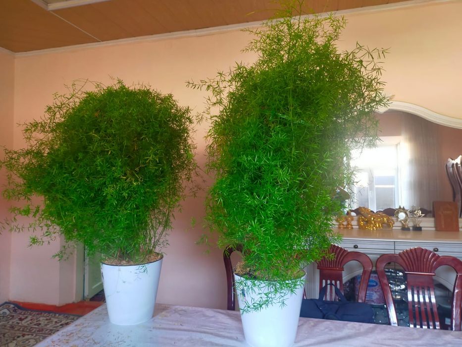 Гулдер Түркістан қаласында